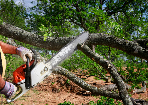 Best Tree Mulching  in West Alexandria, OH